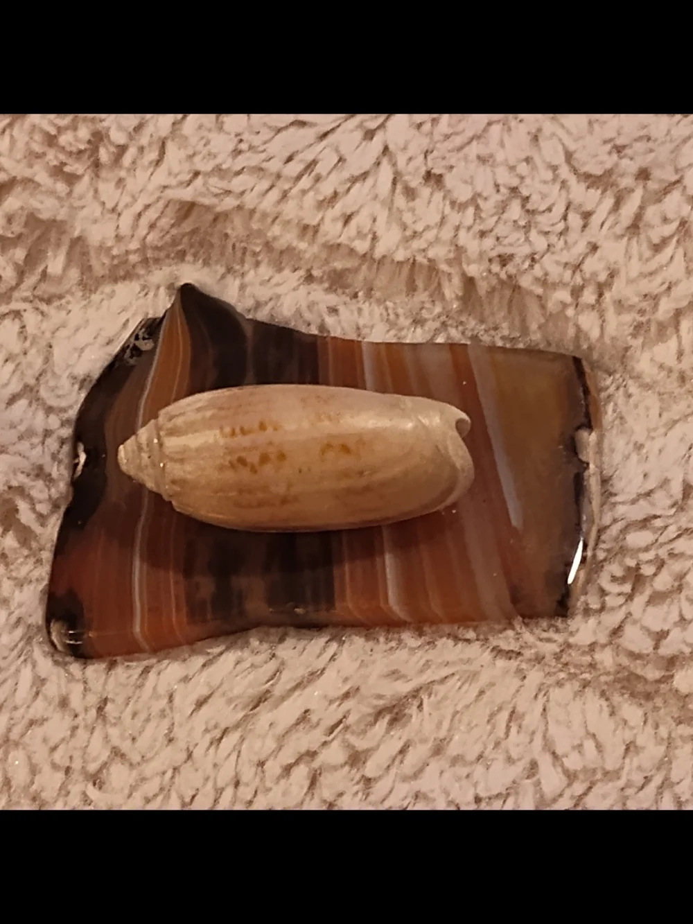 Vintage! Polished Banded Agate Slab with Decorative Lettered Olive Shell